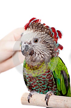 Hawk-headed Parrot (Deroptyus accipitrinus)