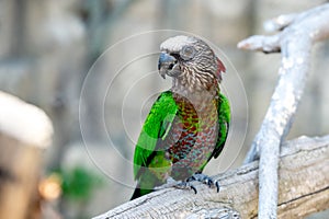 Hawk Headed Parrot sits on a wooden branch of a tree, on a gray background.