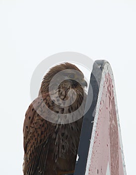 Hawk hides behind a billboard.