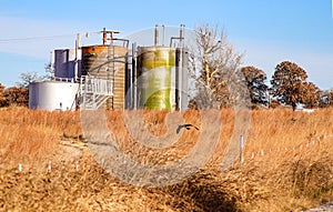 Hawk hunting mice in brown field in front of free water knockout water-oil separating tanks against winter trees