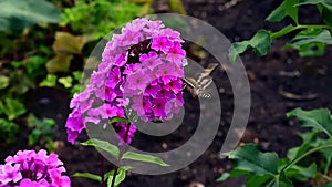 Hawk insect flies over violet flower on a green background. Slow motion.