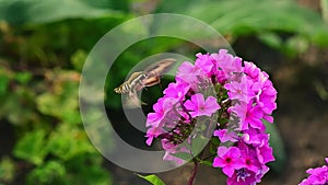 Hawk insect flies over violet flower on a green background. Slow motion.