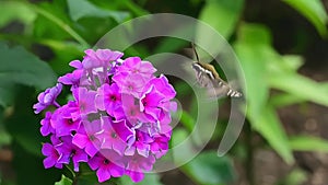 Hawk insect flies over violet flower on a green background. Slow motion.