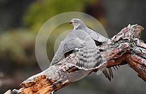 Hawk with its prey on a tree trunk photo