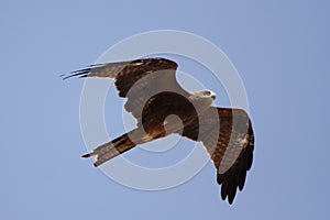 Hawk, Jodhpur, Rajastan photo