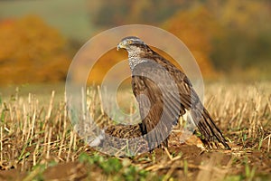 Hawk killed hare