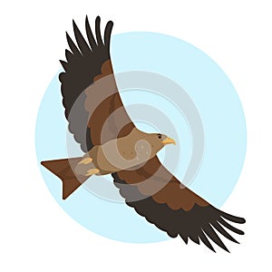 Hawk, kite or brown eagle predatory bird in sky