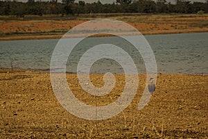 Hawk known as CarcarÃ¡, typical of the Brazilian Cerrado, on the banks of the TrÃªs Marias dam, in SÃ£o Francisco river