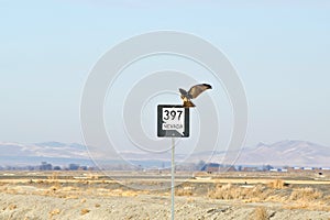 Hawk landing on a Nevada highway sign