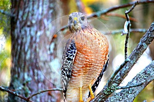 Hawk looking into camera