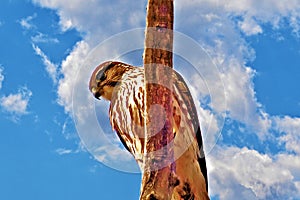 Hawk looking down from a tree branch