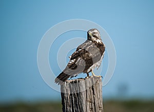 Hawk looking for a meal