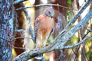 Hawk looking for prey