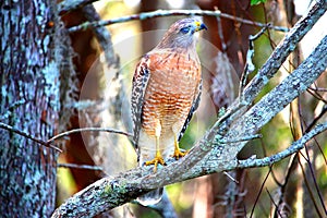 Hawk looking up high