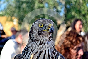 Hawk in a Malmantile City Medieval festival Lastra a SIGNA photo