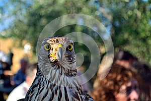 Hawk in a Medieval Festival in a Malmantile City photo