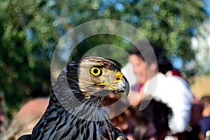 Hawk in a Medieval Festival in a Malmantile City photo