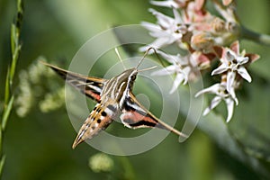 Hawk Moth