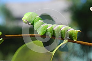 Hawk Moth caterpillar