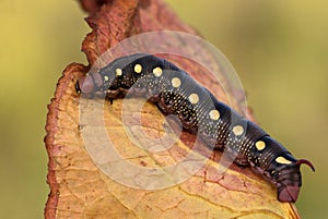 The hawk moth caterpillar