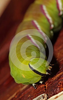 Hawk moth caterpillar