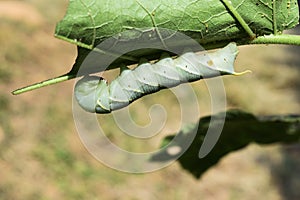 Hawk - moth Caterpillar biting and eating green leaf