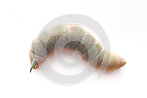 Hawk-moth Caterpillar isolated on a white background