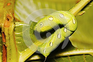 Hawk moth caterpillar, Sanjay Gandhi National Park, Mumbai