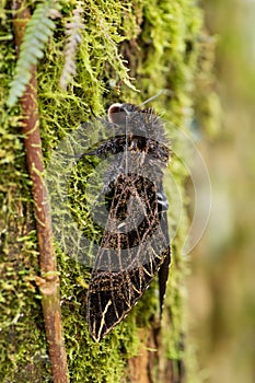 Hawk moth - Euryglottis aper