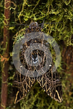 Hawk moth - Euryglottis aper