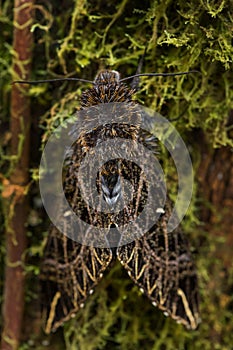 Hawk moth - Euryglottis aper photo