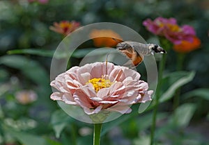 Hawk moth flying above flower