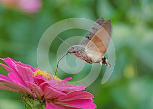 Hawk moth flying above purple flower