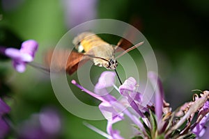 Hawk moth hovering drinking nectar.