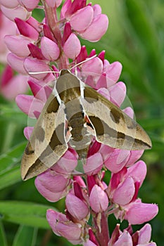 Hawk moth (Hyles euphorbiae)
