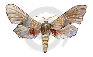 Hawk moth laothoe populi. Hand-drawn Insect.
