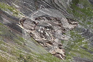 Hawk moth (Sphinx convolvuli)