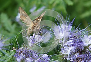 Hawk moths on flowers of Phacelia