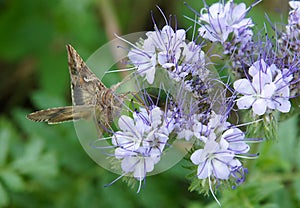 Hawk moths on flowers of Phacelia