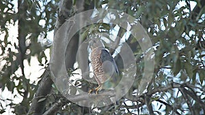 Hawk in oak tree