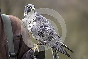 An hawk outside a falconry