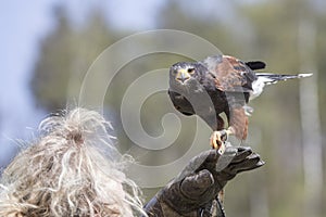An hawk outside a falconry