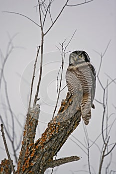 Hawk Owl
