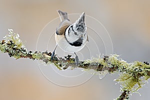 Hawk Owl with catch brown mouse during winter with snow flake. Wildlife scene from Norway nature. Owl feeding mouse on the tree br