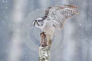 Hawk Owl in fly with snowflake during cold winter. Wildlife scene from nature. Storm with flight bird. Owl with open wings from Fi