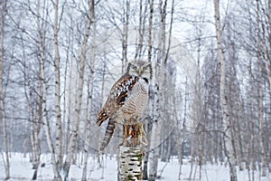 Hawk Owl in nature forest habitat during cold winter. Wildlife scene from nature. Birch tree forest with bird. Owl, snow Finland. photo