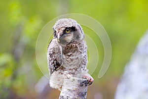 Hawk owl in Scandinavian taiga