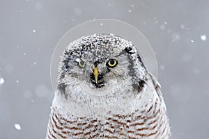 Hawk Owl sitting on the branch during winter with snow flake, portrait of winter bird, Sweden