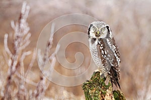Hawk owl Surnia ulula
