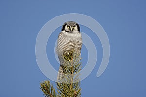 Hawk owl, Surnia ulula